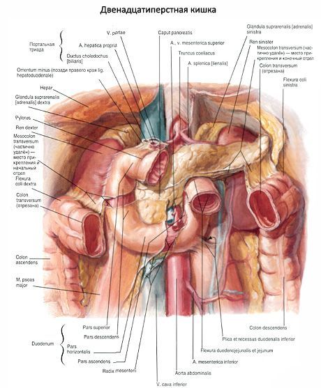 Duodeno (intestino tenue)