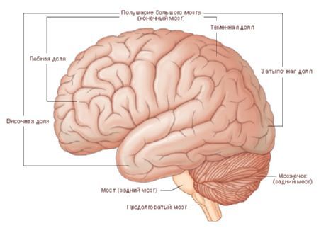 Il cervello. Gli emisferi cerebrali