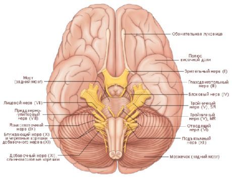 Il cervello. La superficie inferiore del cervello.