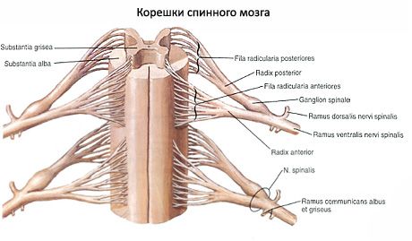 Midollo spinale