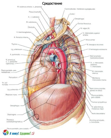 Mediastino