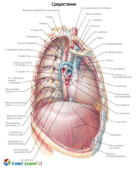 Mediastino