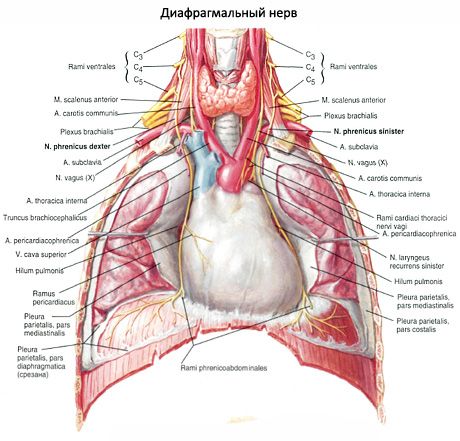 Diaframma
