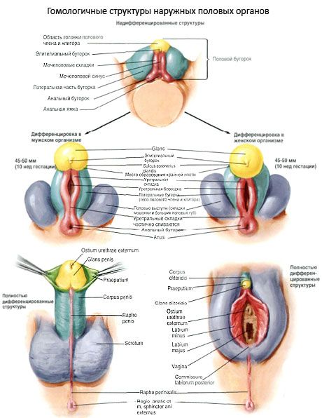 Strutture omologhe dei genitali esterni
