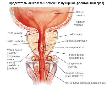 ghiandola prostatica (prostata)