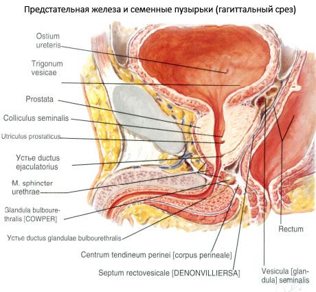 ghiandola prostatica (prostata)