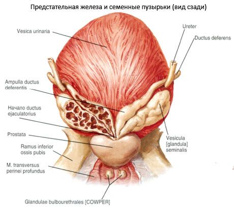 ghiandola prostatica (prostata)