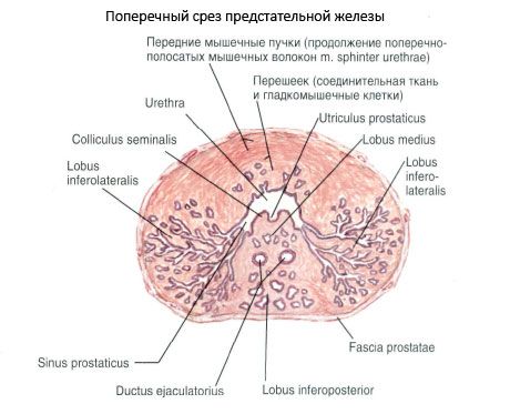 Struttura della prostata