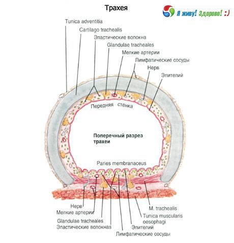 Trachea. Struttura della mucosa della trachea